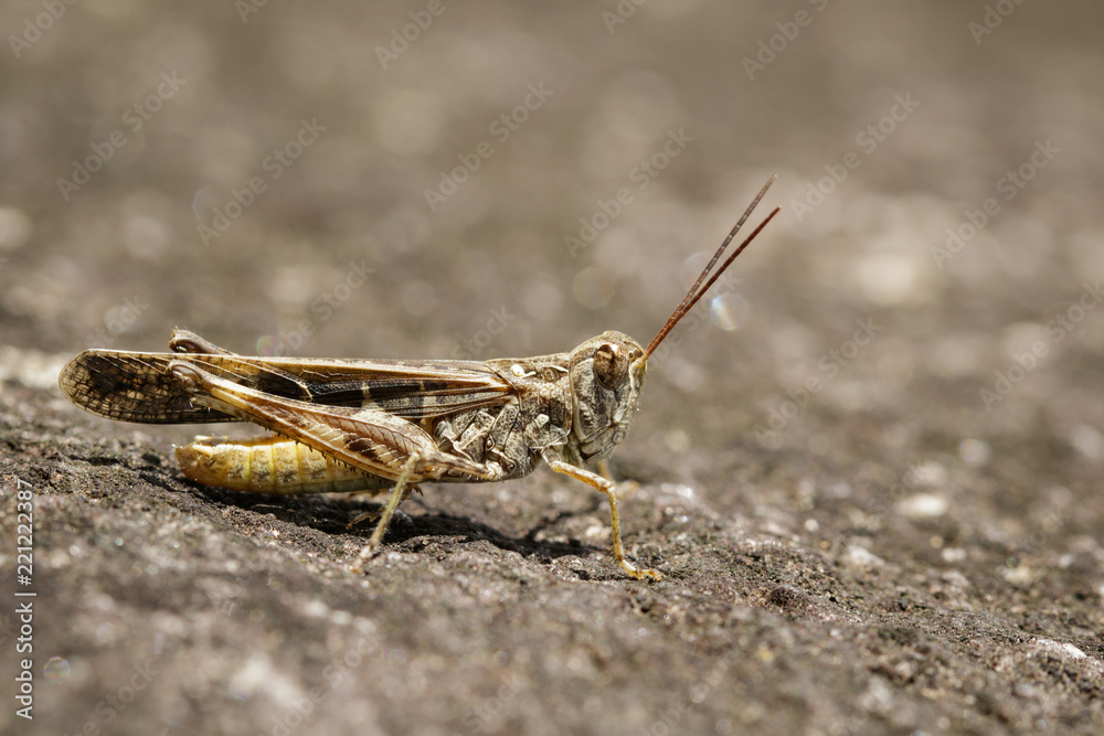 Image of Brown locust on the floor. Insect. Animal Image of Brown locust on the floor. Insect. Animal