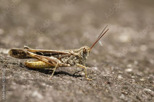 Image of Brown locust on the floor. Insect. Animal © yod67