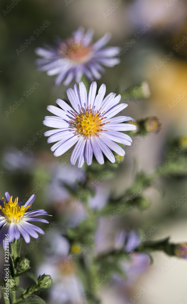purple daisy flower purple daisy flower