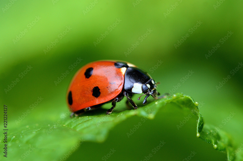 Fototapeta premium Marienkäfer