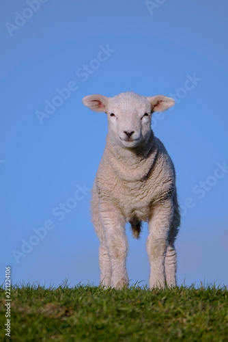 Lamm auf dem Deich © Matthias Ihrig-Goede