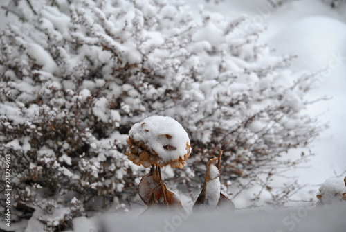 Fototapeta Naklejka Na Ścianę i Meble -  hydrangea snow day