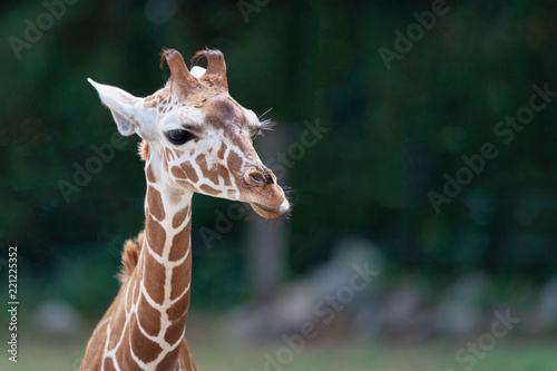 Canvas Print portrait of a giraffe