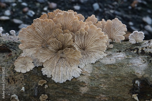 schizophyllum commune mushroom