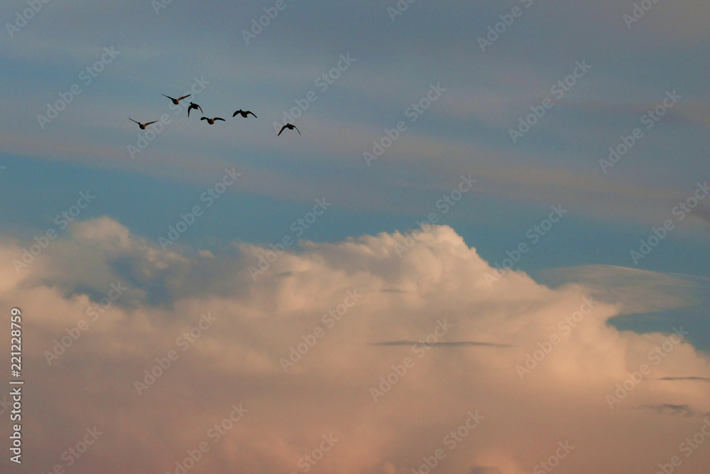 ducks flying at sunset 