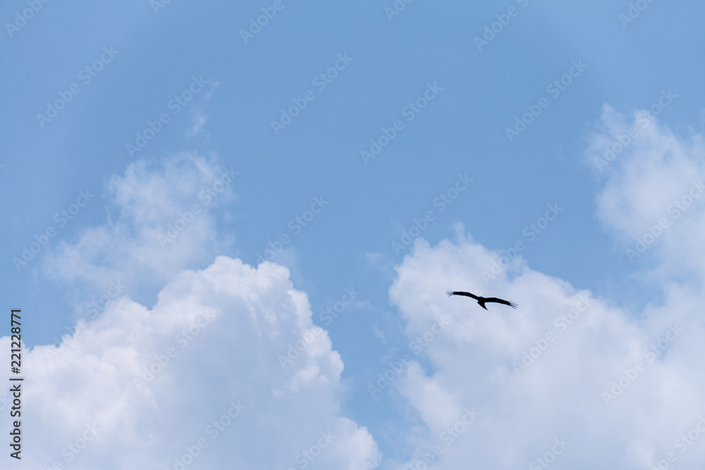 夏の空を飛ぶ鳥のシルエット Stock 写真 Adobe Stock
