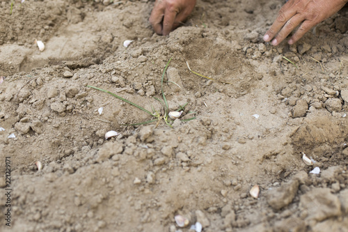 autumn, a man planting garlic in the garden