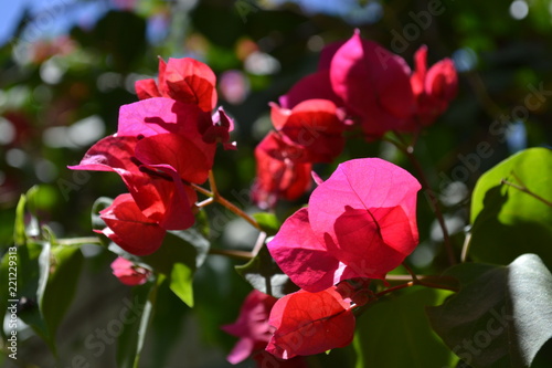 Flor no quintal