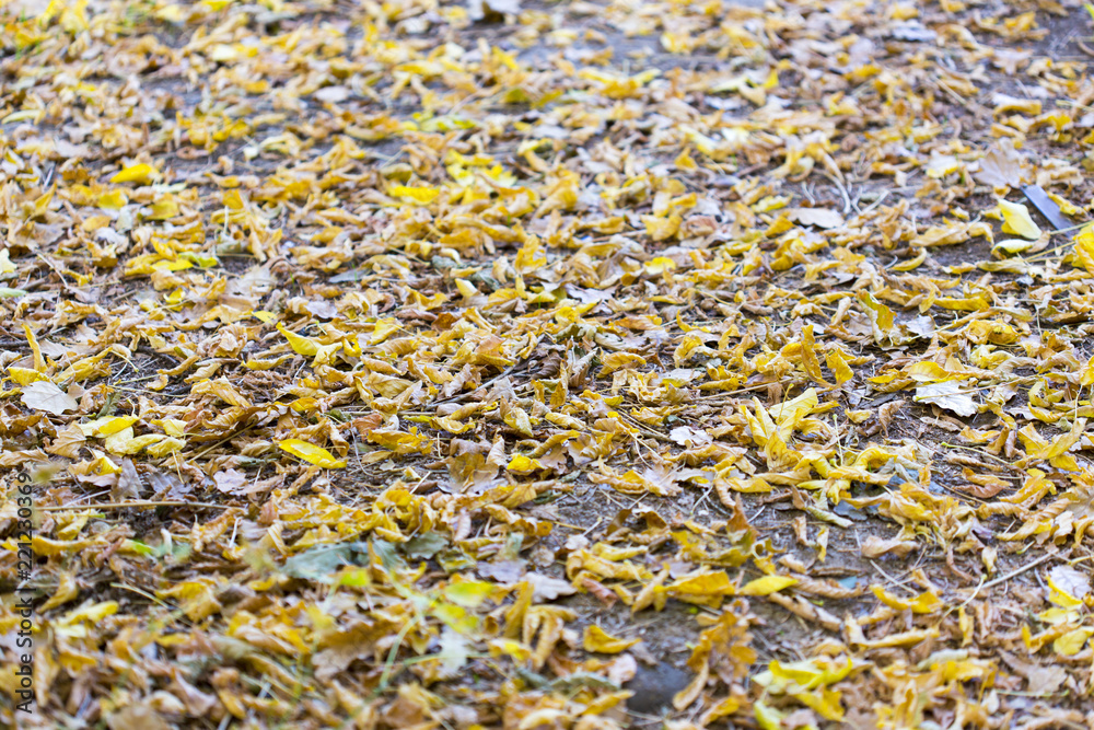 autumn, yellow leaves of trees autumn, yellow leaves of trees