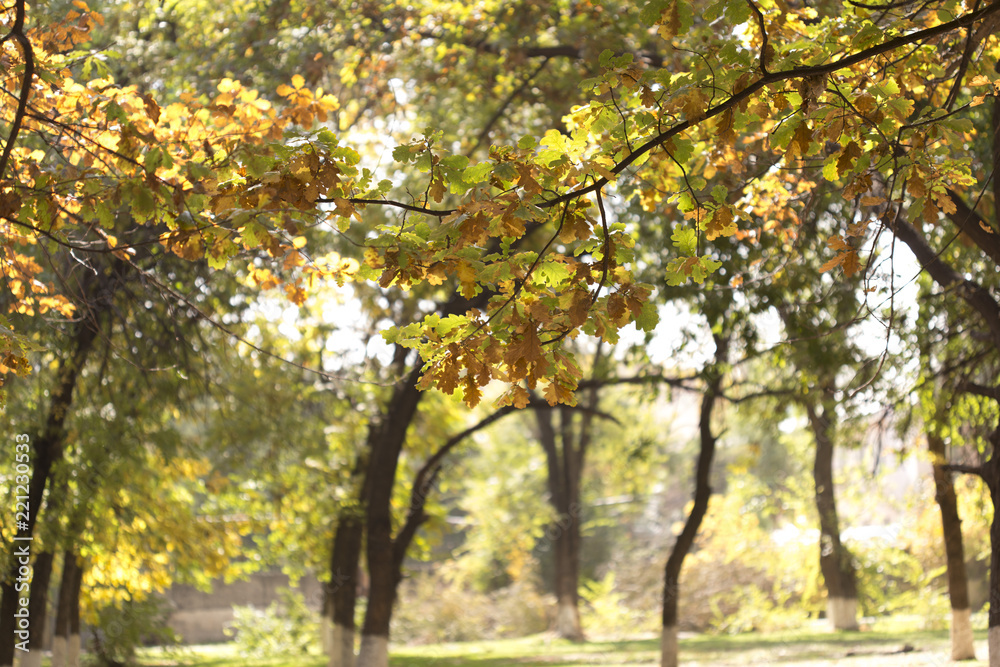 autumn, yellow leaves of trees autumn, yellow leaves of trees