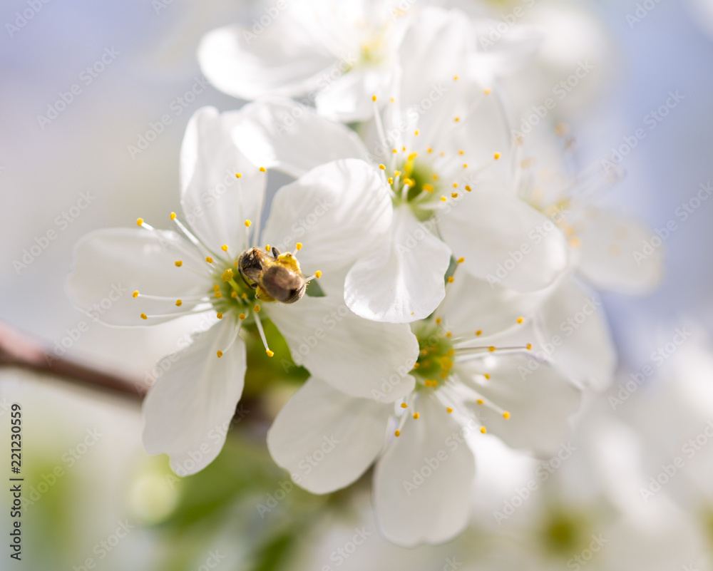 Bee on a flower of a white cherry Bee on a flower of a white cherry