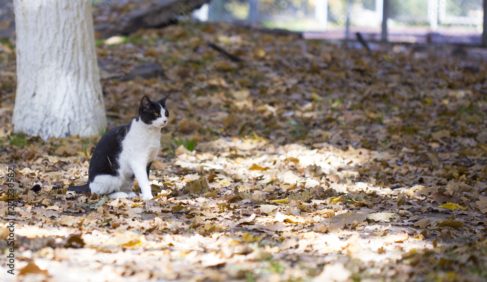 A happy cat walks through the leaves in the fall, enjoying the good weather