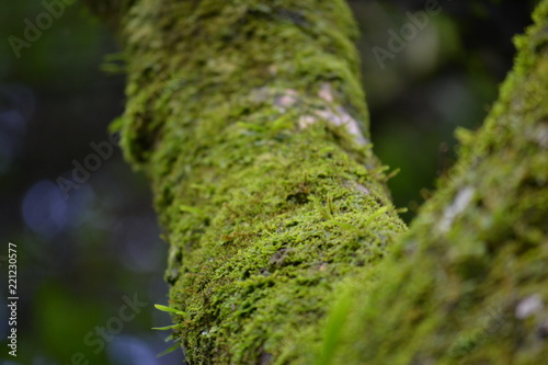 Tronco Verde