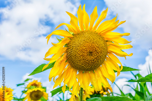 Fototapeta Naklejka Na Ścianę i Meble -  Blooming sunflowers field over blue sky