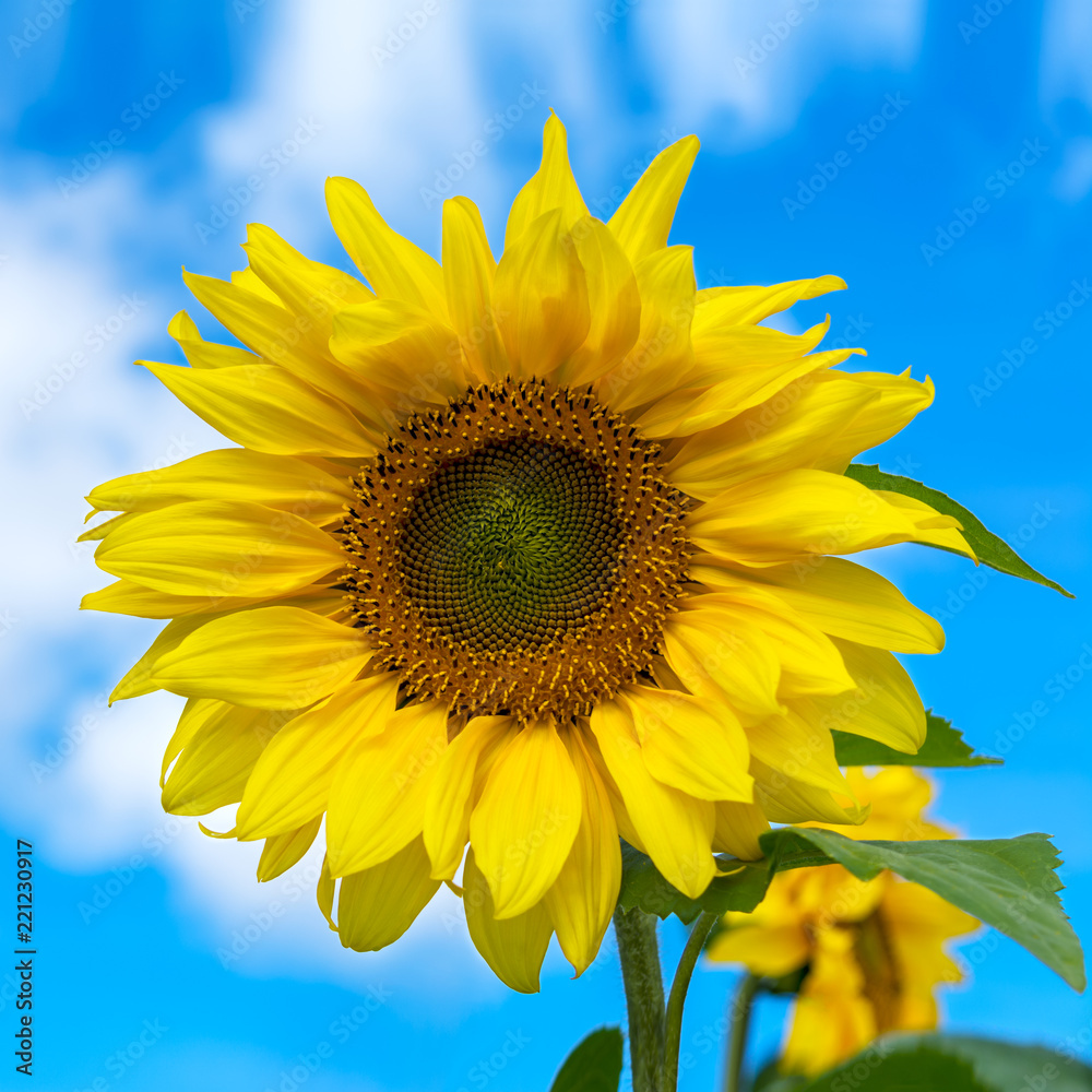 Fototapeta premium Blooming sunflower over blue sky, close up
