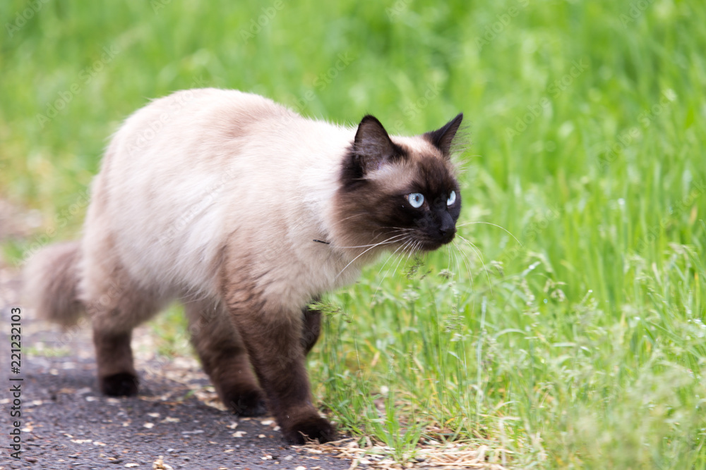 cat in the nature cat in the nature