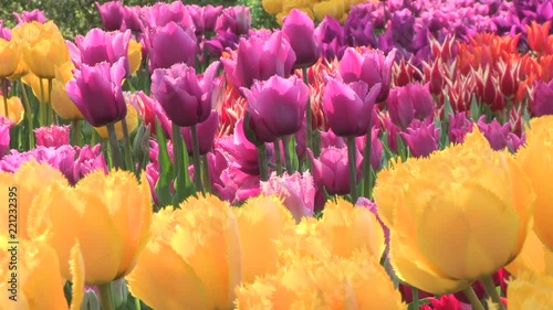 春風に揺れるチューリップの花　日本の富山県砺波市で