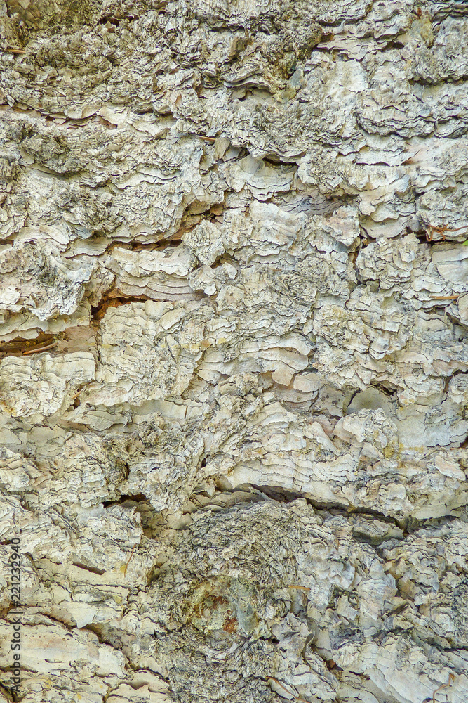 rough flaky grey and brown tree bark rough flaky grey and brown tree bark