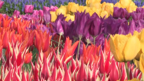 春風に揺れるチューリップの花　日本の富山県砺波市で