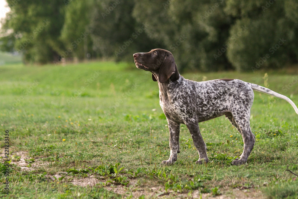 German Shorthaired Pointer, German kurtshaar one spotted puppy stand up with head up, profile photo, against the background of green grass and trees 