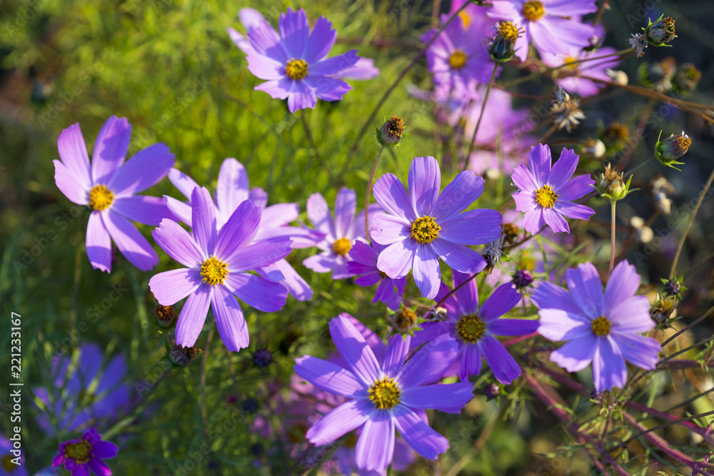beautiful flowers in the yard beautiful flowers in the yard