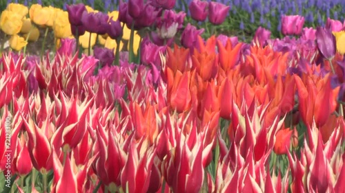 春風に揺れるチューリップの花　日本の富山県砺波市で