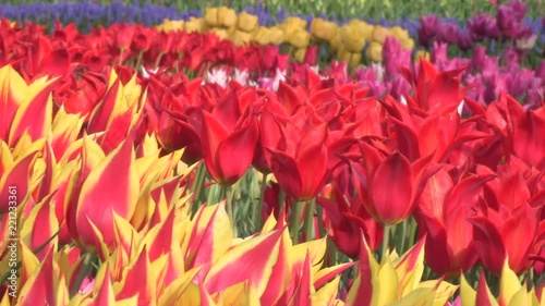 春風に揺れるチューリップの花　日本の富山県砺波市で