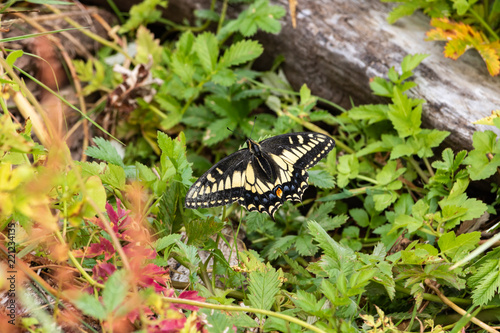 Gigantic Yellow and Black Butterfly on Forest Ground