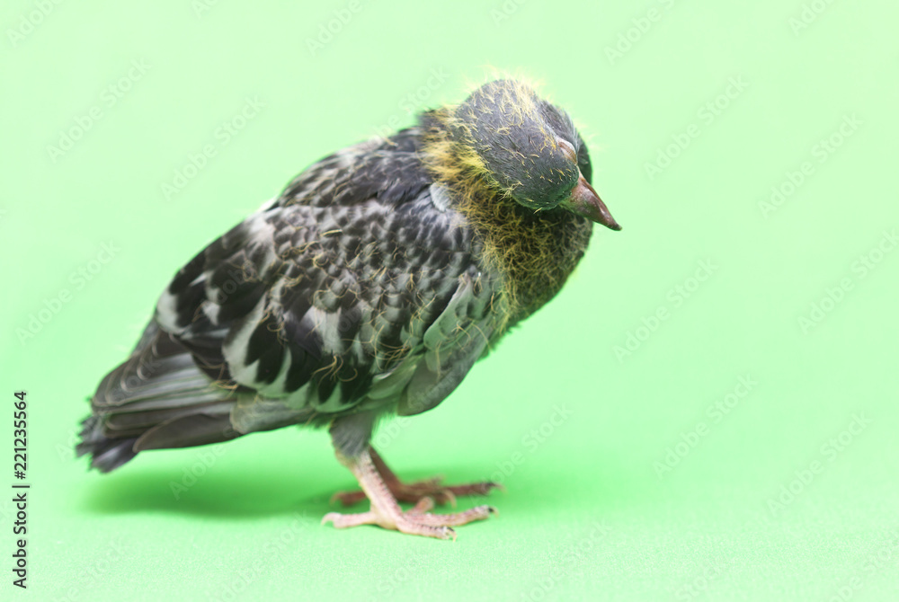 Fototapeta premium baby pigeons on a green background
