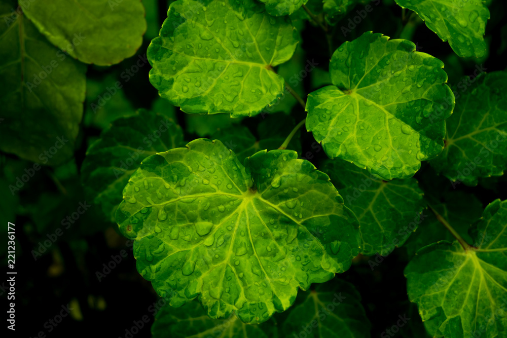 abstract natural green leaves background abstract natural green leaves background