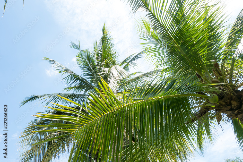 Naklejka premium abstract green coconut leaves background