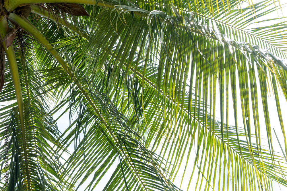 abstract green coconut leaves background abstract green coconut leaves background