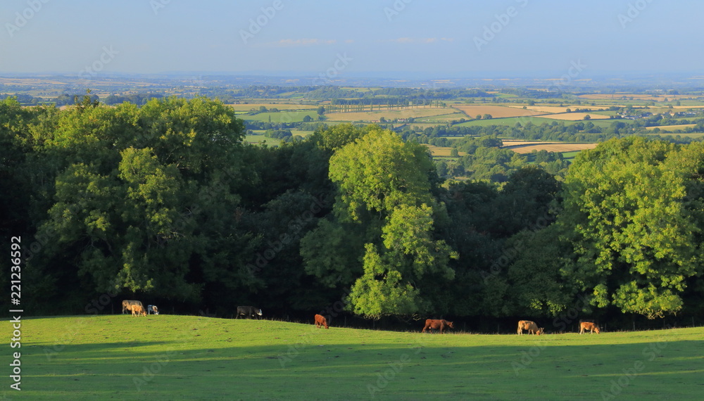Herd of cows graze on the farmland in Somerset
