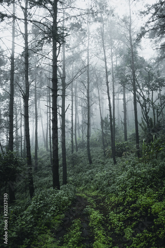 Pine in the rainy season And fog