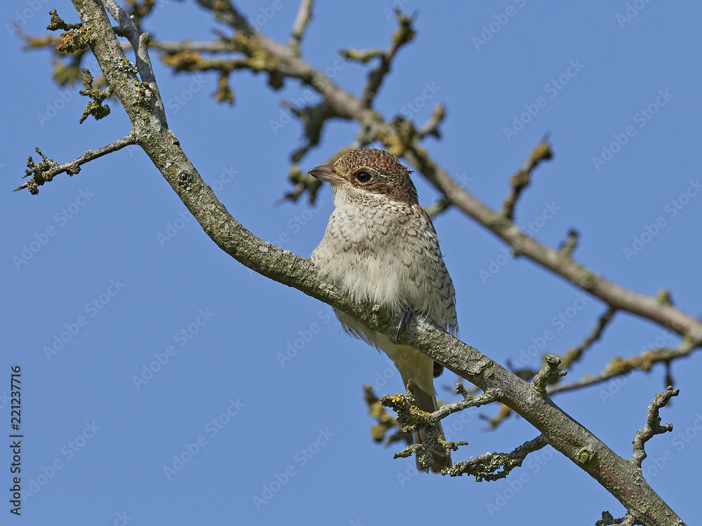 Red-backed shrike (Lanius collurio) Red-backed shrike (Lanius collurio)