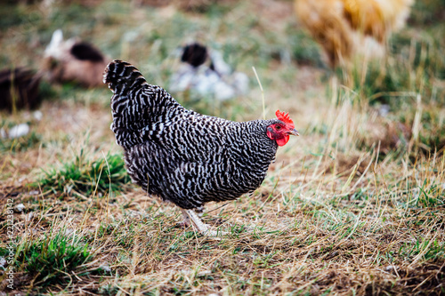 A bard rock chicken on an upstate New York farm