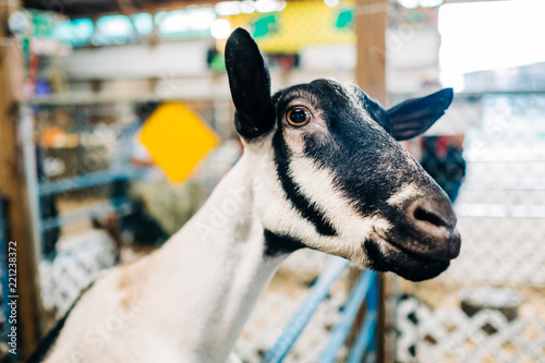 A curious goat at a county fair