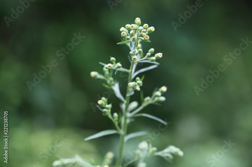 Figworts flower macro detail photo