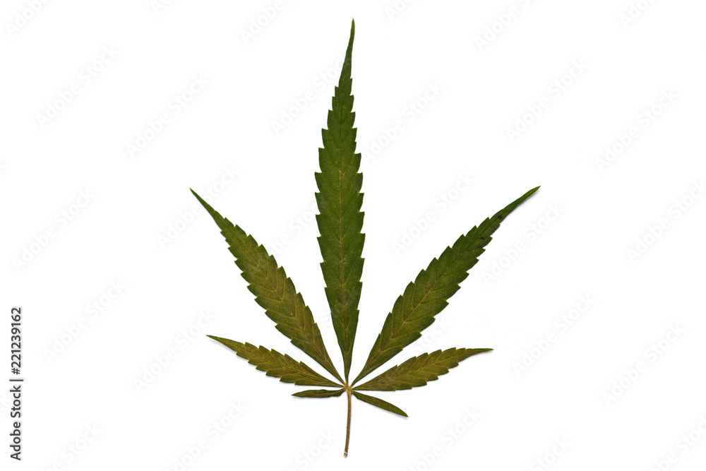 Cannabis leaf, marijuana isolated on white background. Rich luxury happy life with cannabis. Cannabis leaf, marijuana isolated on white background. Rich luxury happy life with cannabis.