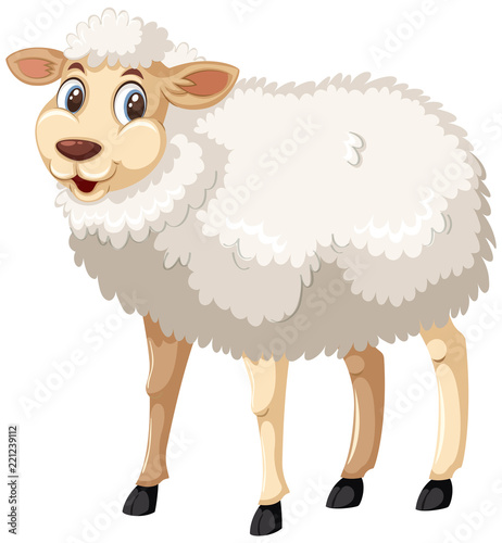 A white sheep on white backgroud