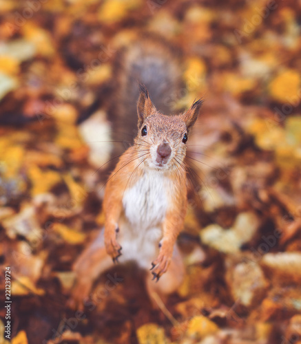 Red squirrel in the autumn foliage