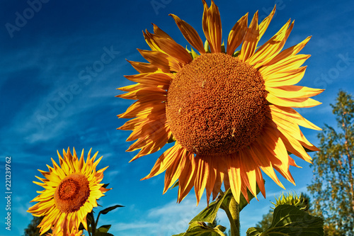 Fototapeta Naklejka Na Ścianę i Meble -  Sunflowers On An Autumn Morning