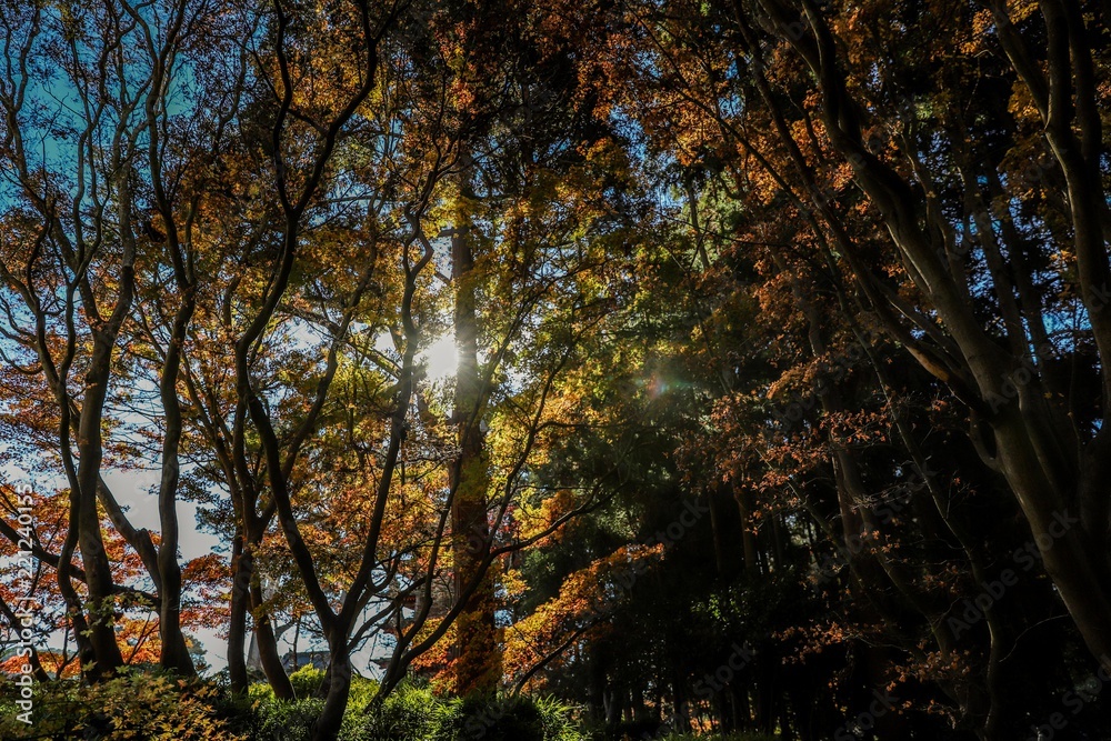 Sunbeams through the trees