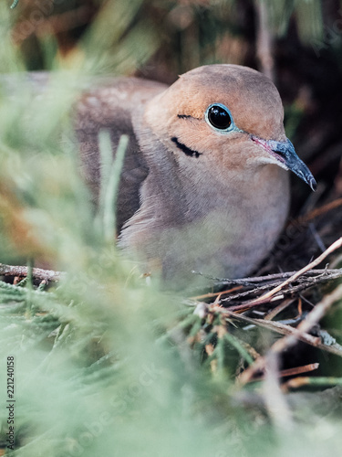 A mother morning dove protects her eggs in the nest