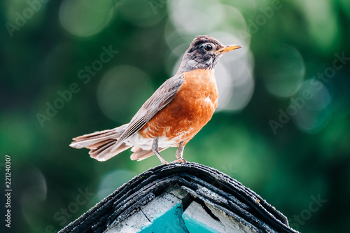 A robin perched in front of a beautiful background