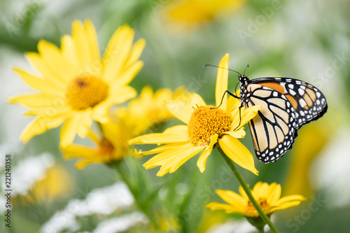 A monarch butterfly climbs on a yellow flower
