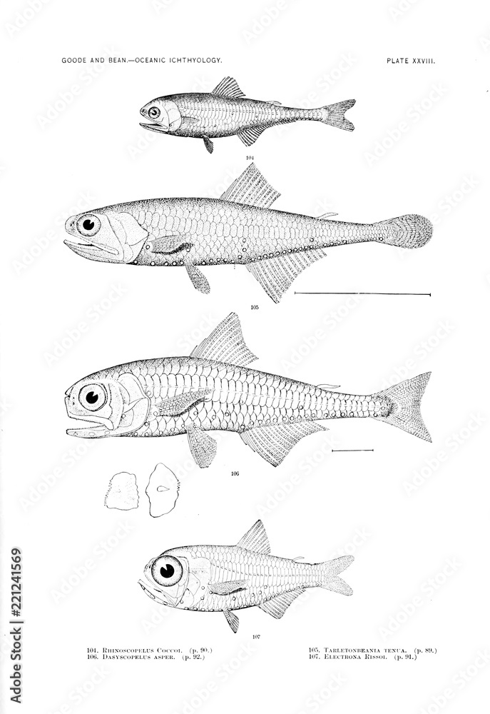 Illustration of fish Illustration of fish
