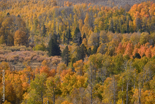 Fall Eastern Sierra Nevada