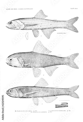 Illustration of fish