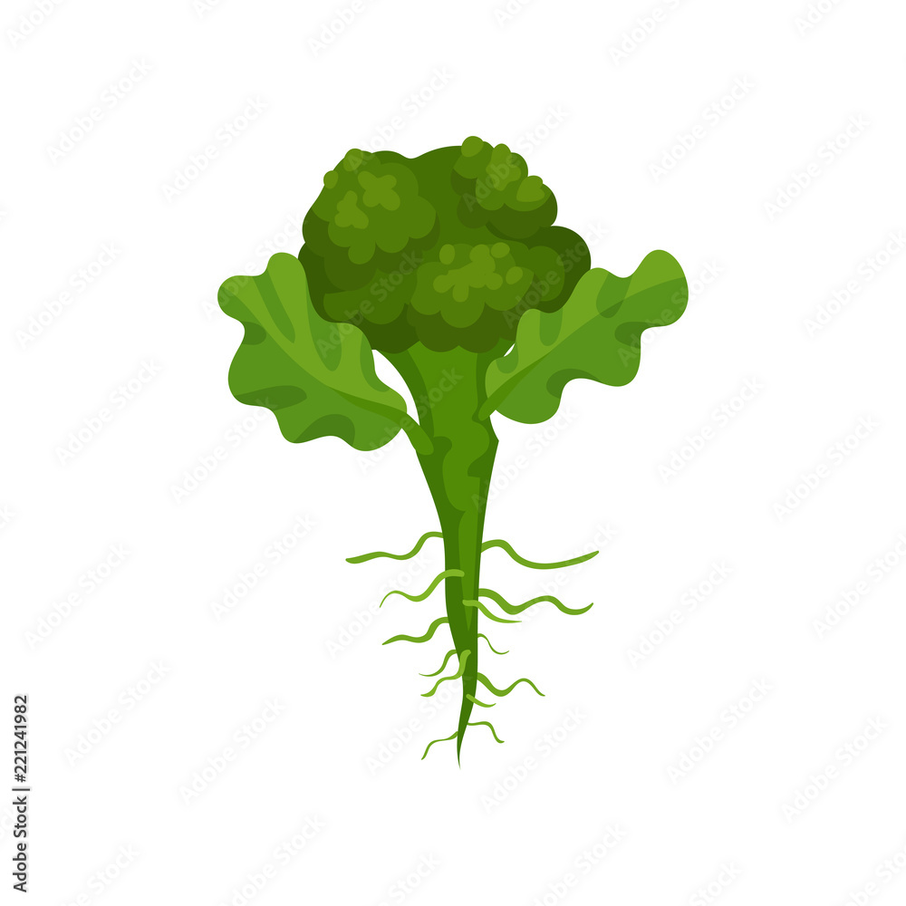 Obraz premium Fresh green broccoli with roots and leaves. Organic food. Edible plant. Natural and healthy vegetable. Flat vector icon